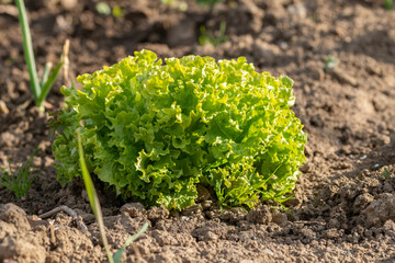 Close up shot of fresh salad with curly leaves growing in the garden