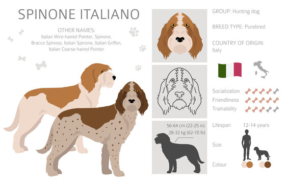 Spinone Italiano coat colors, different poses clipart