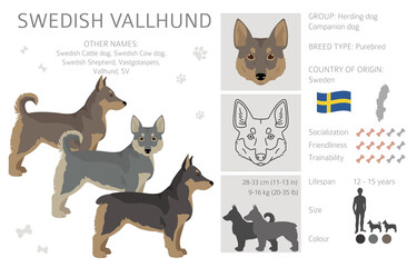 Swedish Vallhund coat colors, different poses clipart