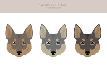 Swedish Vallhund coat colors, different poses clipart