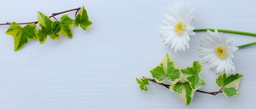 アイビー Images Browse 4 814 Stock Photos Vectors And Video Adobe Stock