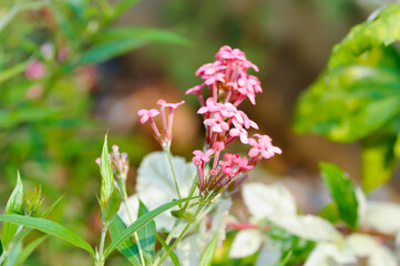 Panama Rose ,Arachnothryx leucophylla or flower.