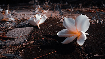 beautiful flower with aesthetic background