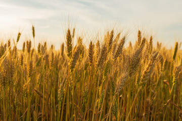 Field of ripe wheat spikelets close-up food harvest