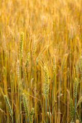 Close up of yellow wheat field with grains outdoor food