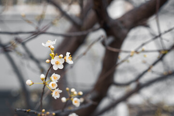 Spring seasonal background with white flowers. Blossoming tree in spring.