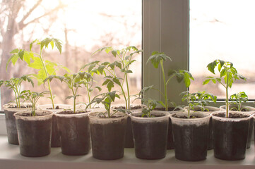 Seedlings of green tomatoes in pots on the windowsill indoors. Early seedlings grown from seeds in boxes at home. Sowing of young plants. Spring planting. Selective focus.