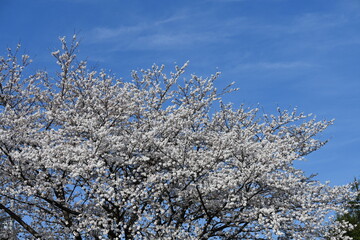快晴の春の日に桜が満開に咲いている風景