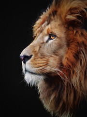 modern oil painting of king lion face on black background, artist collection of animal painting for decoration and interior, canvas art, abstract.