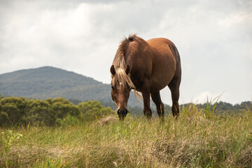 horse in the meadow