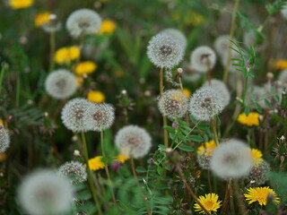 たくさんの黄色いタンポポと綿毛

