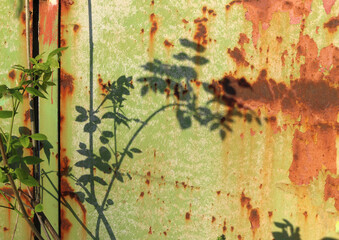 wild plant shadow on a greenish yellow rusty fence of metal, with orange grooves from rust and chipped painting - weathered texture symbol of abandonement