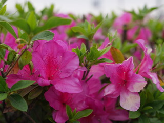 開花し始めた街路樹のツツジ
