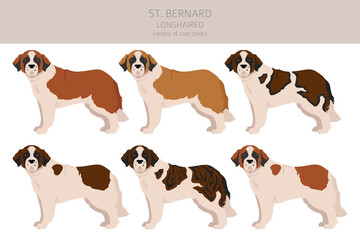 St Bernard longhaired coat colors, different poses clipart