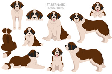 Obraz premium St Bernard longhaired coat colors, different poses clipart