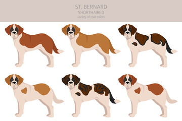 St Bernard shorthaired coat colors, different poses clipart