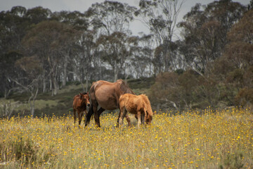 horses in the field