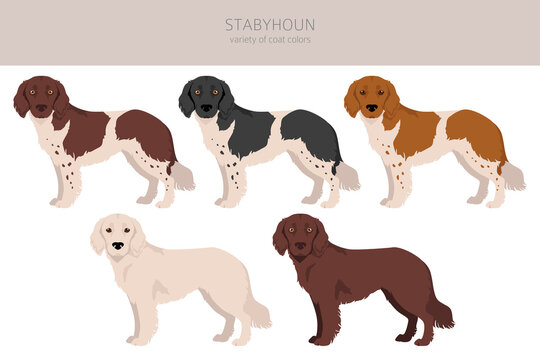 Stabyhoun coat colors, different poses clipart.