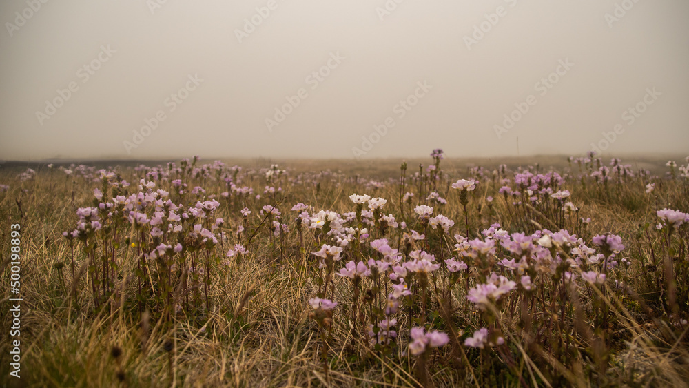 Poster field of flowers