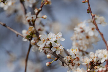 Wiosna na łąkach. Rosnące na nich drzewa owocowe mają gałęzie obsypane drobnymi, białymi kwiatami. Jest słoneczny dzień. © boguslavus