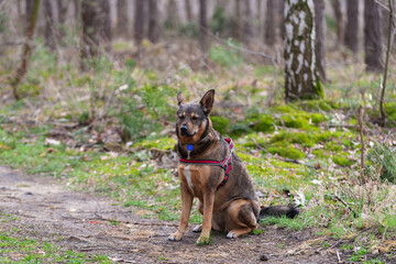 Średniej wielkości pies siedzący w sosnowym lesie. Ma on sierść w kolorze  brązowym i...