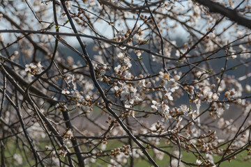 Wiosna na łąkach. Rosnące na nich drzewa owocowe mają gałęzie obsypane drobnymi, białymi kwiatami. Jest słoneczny dzień. - obrazy, fototapety, plakaty