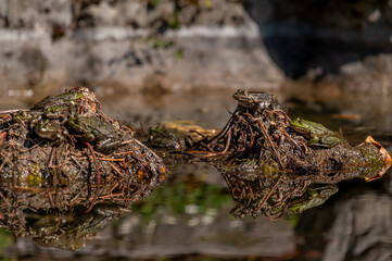 Pool frog in sun. Pelophylax lessonae. European frog.