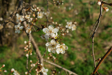 Wiosna na łąkach. Rosnące na nich drzewa owocowe mają gałęzie obsypane drobnymi, białymi kwiatami. Jest słoneczny dzień. - obrazy, fototapety, plakaty