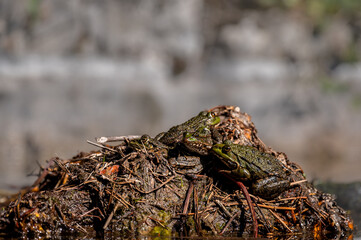 Pool frog in sun. Pelophylax lessonae. European frog.
