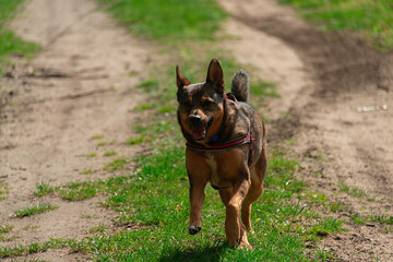 Średniej wielkości pies, o brązowo czarnej sierści, biegnący po polnej drodze. Ma on założone czerwone szelki, zieje przez otwarty pysk. Jest słoneczny dzień.