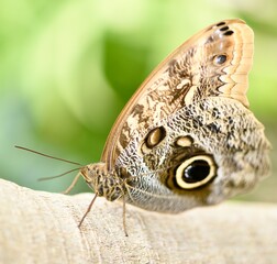 butterfly on a leaf