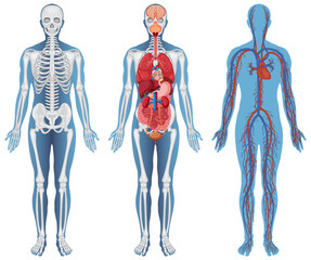 Structure anatomique des corps humains