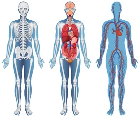 Door stickers Kids Anatomical Structure Human Bodies