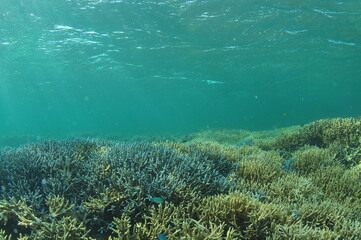 石垣島北部のサンゴ礁