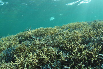 石垣島北部のサンゴ礁