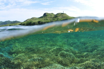 石垣島北部のサンゴ礁