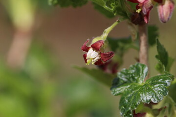 Jostabeeren Blüte