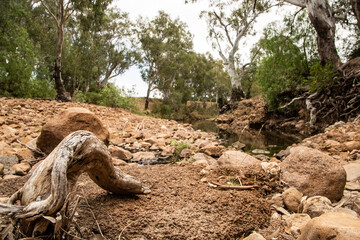 Obraz premium roots of tree