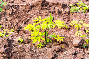 Yucca sprouts growing on the ground in thailand.