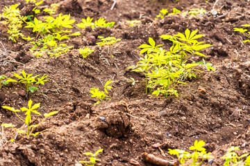 Yucca sprouts growing on the ground in thailand.