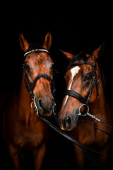 Obraz premium portrait of a horse