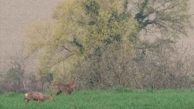 Rehe im Fr&uuml;hling 1