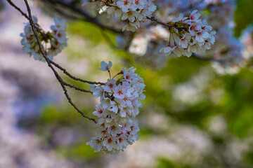 快晴の春の日に桜が満開に咲いている風景
