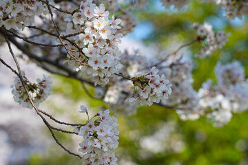 快晴の春の日に桜が満開に咲いている風景
