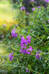 Flower Phlox subulata  in the rain in summer time, purple phlox under rain or water drops outdoors, flowering plant of the family Polemoniaceae in garden