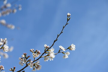 快晴の春の日に桜が満開に咲いている風景