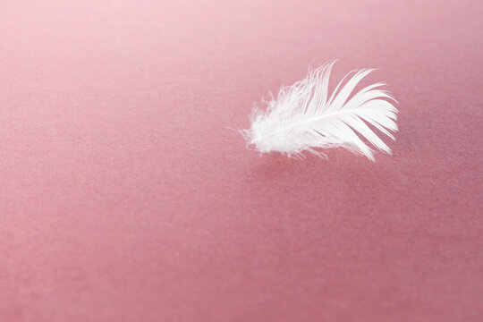White feather on a pink velvet background. The concept of lightness, airiness and softness. Copy space