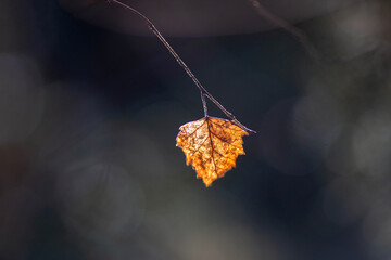 Dry leaf on the branch of a tree