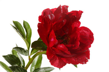 Beautiful red peony isolated on a white background.