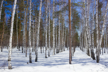 Tsaryov Kurgan, a part of the Volga-Sok Mountain system. A limestone quarry was exploited here once, now it's not in use and protected. Samara Region, Russia.